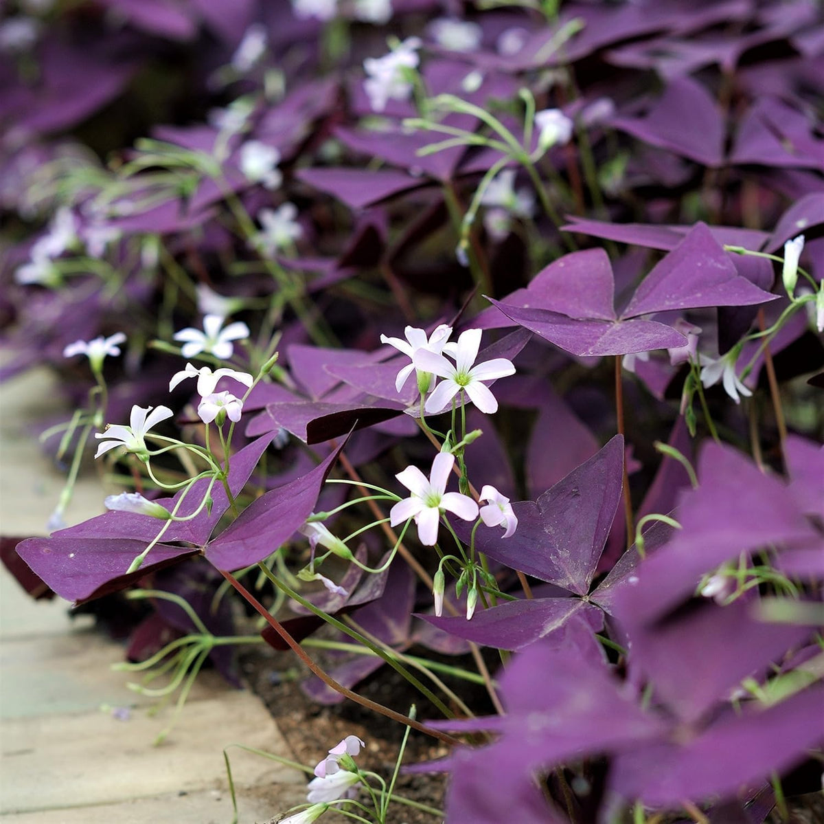10 Bulbs Purple Shamrocks E1295