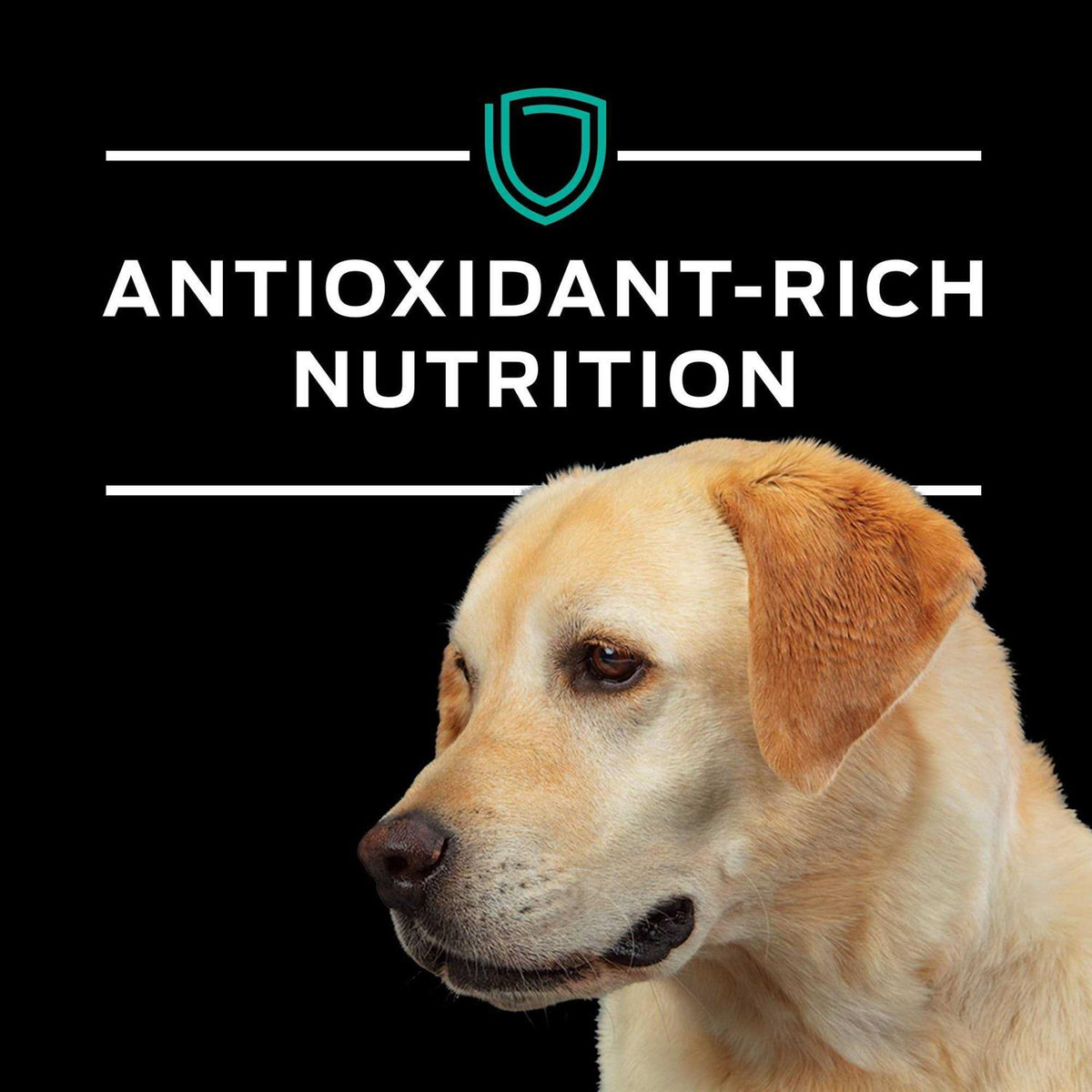 EN Gastroenteric Formula Dry Dog Food W175996