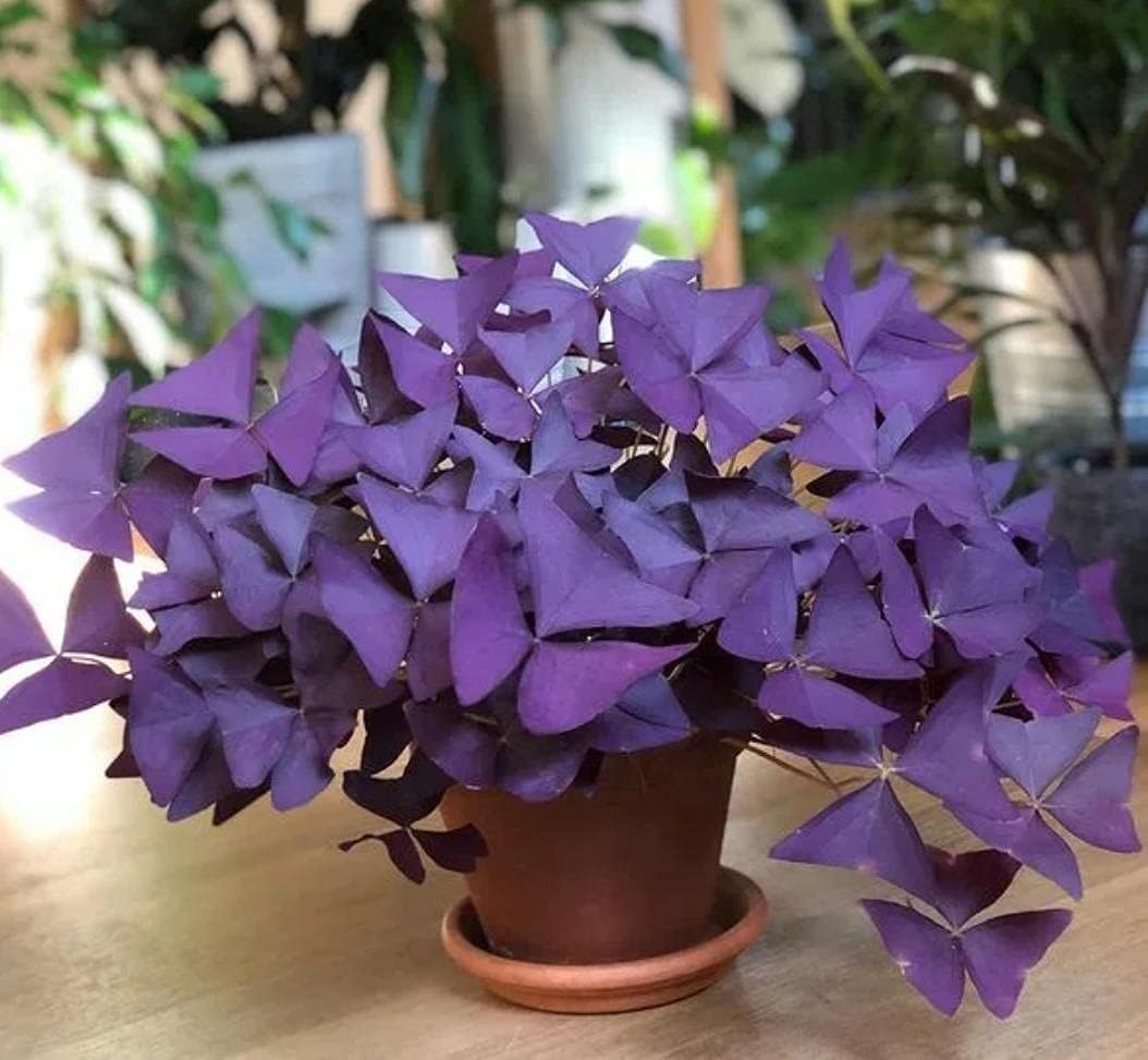 10 Bulbs Purple Shamrocks E1295