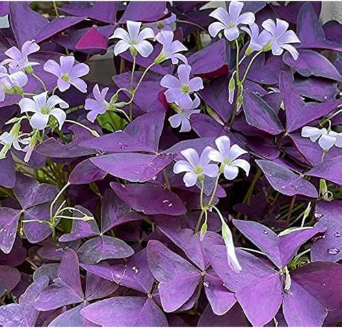 10 Bulbs Purple Shamrocks E1295