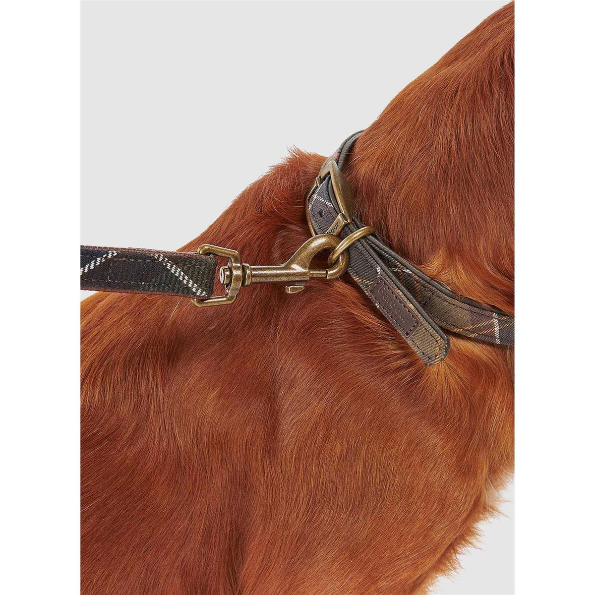 Tartan Webbing Collar J9561
