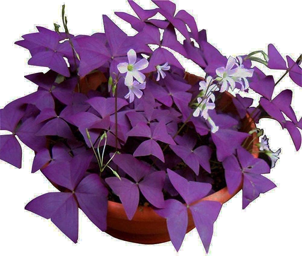 10 Bulbs Purple Shamrocks E1295