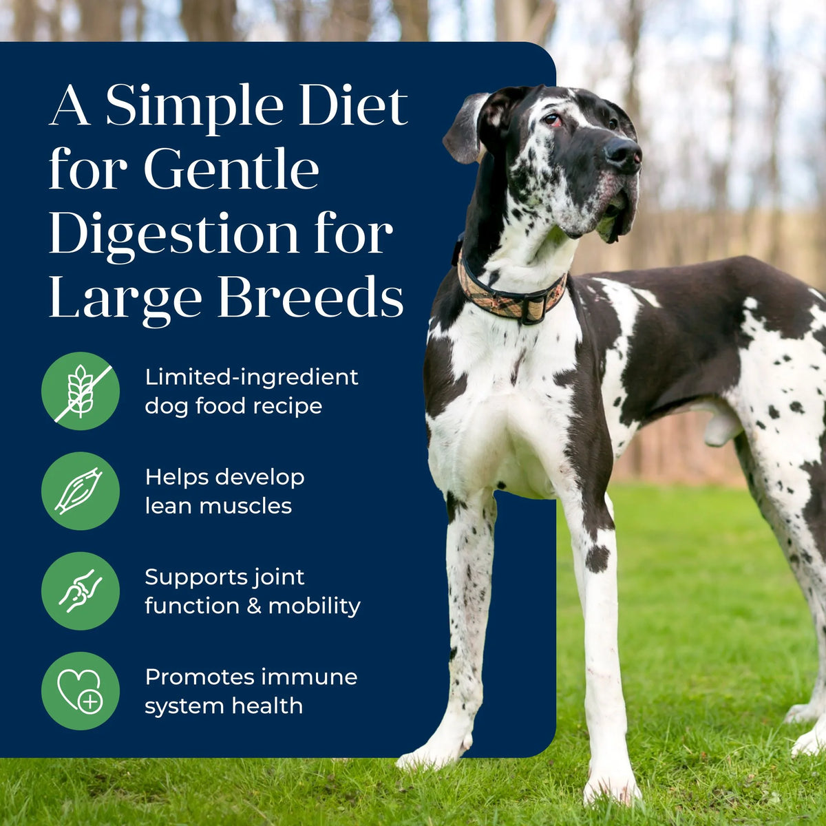 Grain-Free Dry Dog Food, Lamb & Potato Recipe, 22-lb. Bag J21262