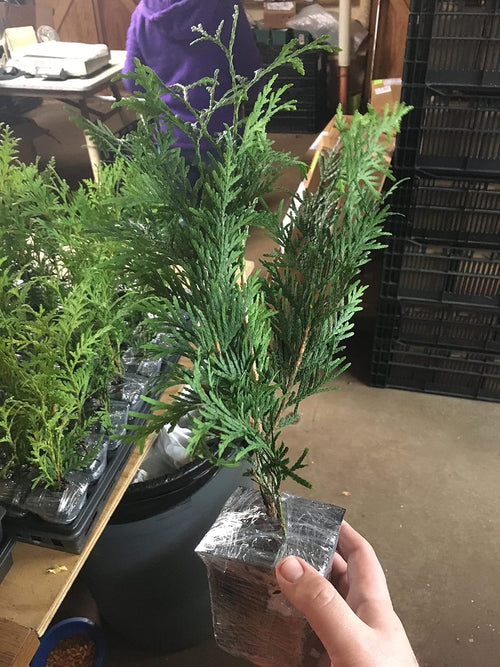 10 Thuja Green Giant Arborvitae 8-12" tall trees I582383