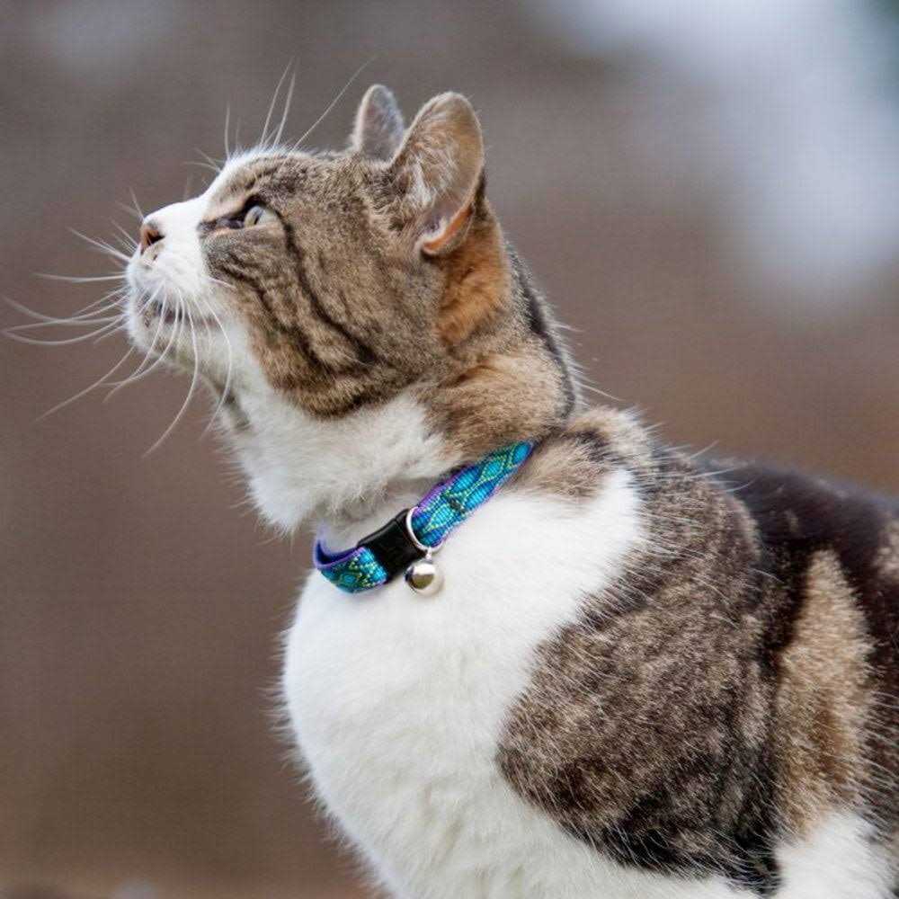 Cat Safety Collar J740794