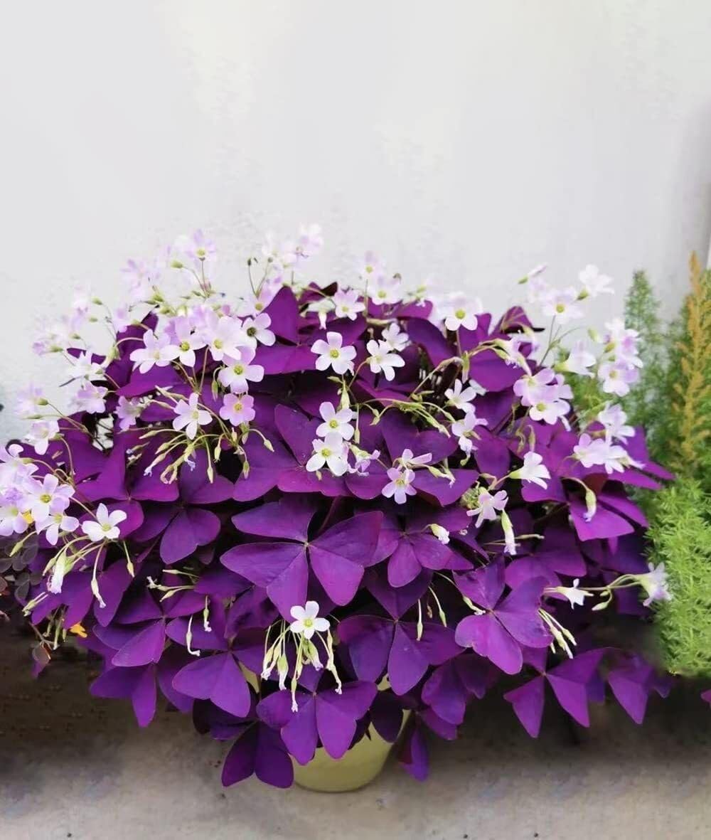 10 Bulbs Purple Shamrocks E1295